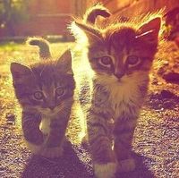 4c2e03b587ac27cdf67093c6ade0be2fa8f94fa5