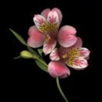 Fe4d3ee0a4903ad36cb9a7176b96ffdf9364f490