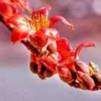 A36cc9619e4fa6755f9b5b420693a989dc11c6e7