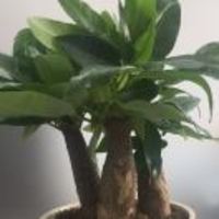 8af9dfd8696b7688243f04ca0299edcb1b5a1d44