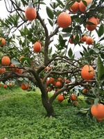 51e8a3de4ad28be742cd9b773c76fd3ac2ef3275