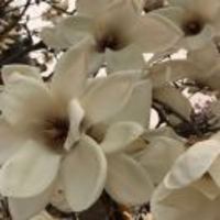 5d1ae2f374524c03c8169001bffeed26e23f1407