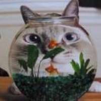 4710159bc5aa24b6f4b74978edab7b816cc6a764