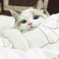 B35b18b668005888b984fdd1e74b4513b0045135