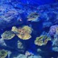 D1bf98e1b0d4ddb2da662b6b0d4aef1cc1a9cfe6