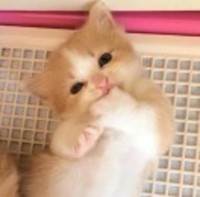 6e9650596c25bd31bb1fb475b4501a426655f191