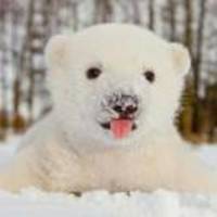 1bcc1d1164f30335e8b97eaad5849fd7f36fc109