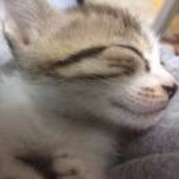 Ed83a5658167faf013ef737f626332669f92ace0