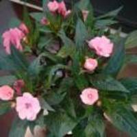 86b8cd4a6ca3994be0e70d186075c59dcb4c5603