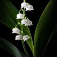 F0006d0bb7b3f668fb2726e068a3bd652f687839