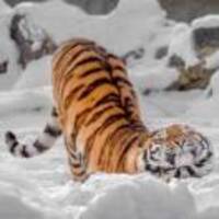 4e6e324b3553bd3a409ab177d56048c7908880b7