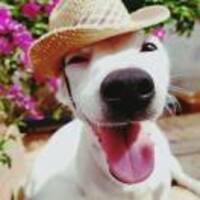 54558ed04b0270a6215a37e5016fb2758dd3d1af