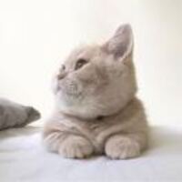 4d509dfb73a3593cfc2898df1b6e34917da2fd2c