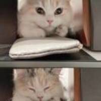 4d6057a38aa40bee7a7798e382f2c49c7194e35c