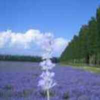 27754f24408b1498850f43bc907ebe5c9af9eacd