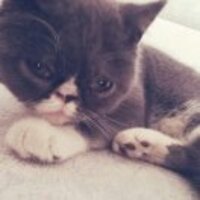 Ca78e1de405e9321a7850a76727bd77393d77208