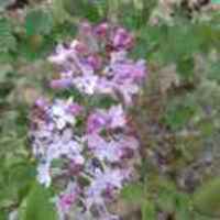 A1acfea3d2b2a7155e5d2a19850d97f2f3727edf