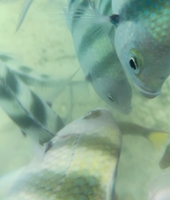 D2702f962196d46b710a706442f8333636738701