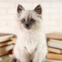 Ce1f741e9b8aa5b21b15eab0f285b4795922744c