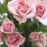 Cceeac21a13a878e2e678295eb12b4cf1475a1e4