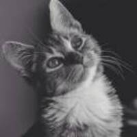 C7249b7d51ecd507860026ccc94a27b8ff2c022d