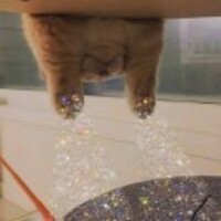 624ae8c569f313ee47aff5818ba7391cfa4bf3ff