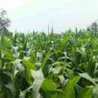 1b8c08ea18f8bc6f00163d3f6a369c10e23e97f7