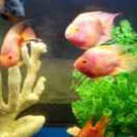 7a683fdae6c90cab809b3925b986c7475f34f910