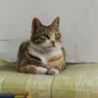 985d726633f42aef73c0c09bc2a4e12db9a8396b