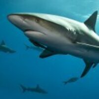 C5dfd5d9e928e39d22dcf83534b3da1de4010c08