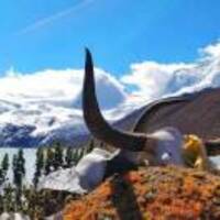 91bbda6f9d764426ebf6556254e4763f6bd48b29