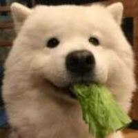 D5117c0e1e32231655268f4c249a96e74fea9d0f