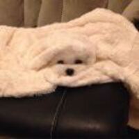 783c67582a37a930c61442134dfb7903cf37ca60