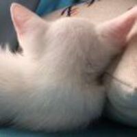 568b5ed18f5fea89a40061ff8a3046f479bec667