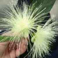 A095c158275198808afcf4a39029b1f349361ab2