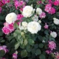 615009703c7001c3545b276bd38019abf4bd8565