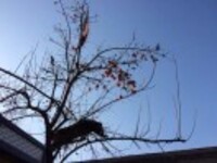 1b6077ca20435f8033ce0dd2230f71d343d3c2a4