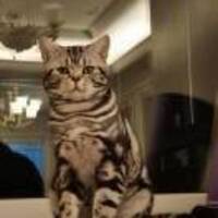 Be03a5798925b300544885d7f410934de3ba51c6