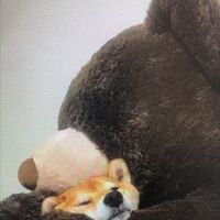 D9d40a93ba2150d125a8f50e09415b906b7fc5f7