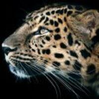 Cf6b8cb86832215bfeafb385aa532f8cef95788c