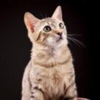 15d790dd452aa1aacbf3e8b46c64fa9fa5e13897