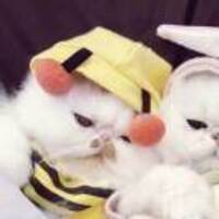 Fec5d45ed3c378009ed1eee613cf89aed1edb64c