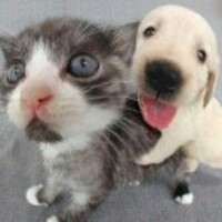 1ea8cf4649b8126cea0f8ba262cfcca548bd987d