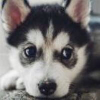 7d5011fb9fdf8e3c9cdf97a92a3cde9c4763346b