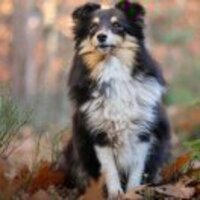 15ccf69175ef28802fc65240ad9e8d9c0466448f