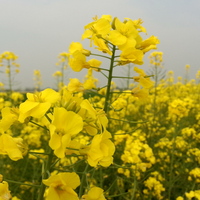 E53e0113a56f496b12dd72a6591bdd138693bf4f