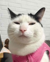 13a5d0050d5a37656a2e202291a58a7d0287d6b9