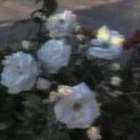 325384aec9d85a6889c6412042109983c76b6eec