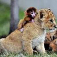 746de47262ec9927fc1d2ee243cdae85259a345a