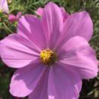 864cc23c5e1163e8d0b681bd45dea9d79681c3a0